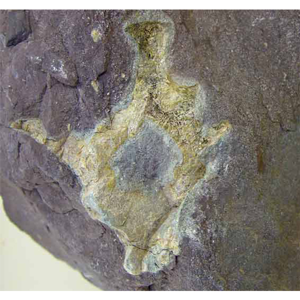 哺乳類 – 御所浦恐竜の島博物館｜公式ホームページ